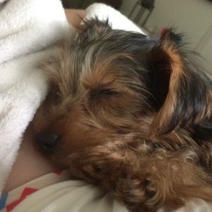 Meet your Posher, Zoey